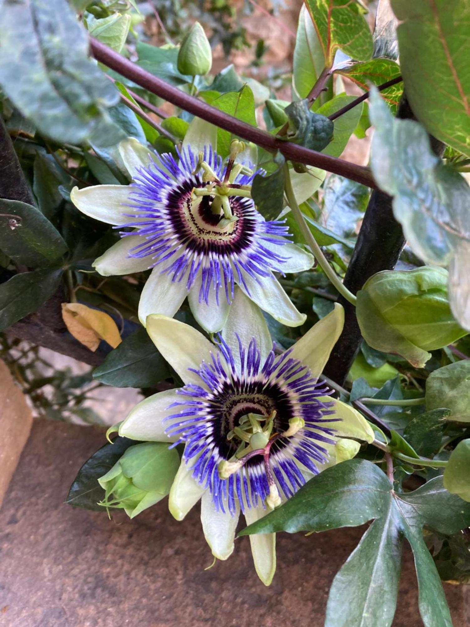 Azé La Passiflore מראה חיצוני תמונה